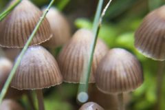 Mushroom treatment for people with depression