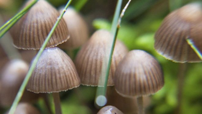 Mushroom treatment for people with depression