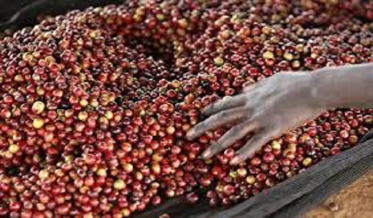 Cameroon Aims to Drink, Produce More Coffee