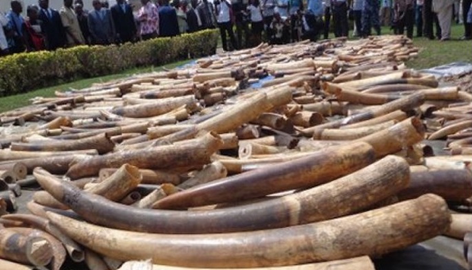 Cameroon arrest group of traffickers with 41 elephant tusks
