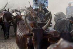 Nigeria: Suspected herdsmen kill 20 farmers