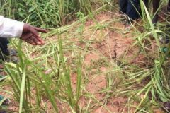 Scores of mass graves of Southern Cameroonians killed by Biya exist in Menchum, Manyu and Ndian