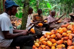 Cameroon cocoa production Cocoa price surge boosts incomes of Cameroon’s farmers