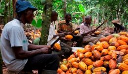 Biya regime raises 2023/24 cocoa farmgate price