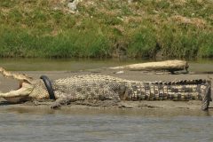 Indonesia Indonesian woman mauled to death by crocodile