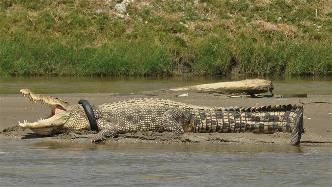 Indonesian woman mauled to death by crocodile
