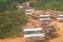 Ambazonia timber UK: Certified timber importer failed to check legality of shipment from Cameroon