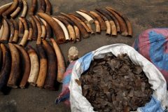 CPDM crime syndicate investigates illegal ivory, Pangolin scales bound for China