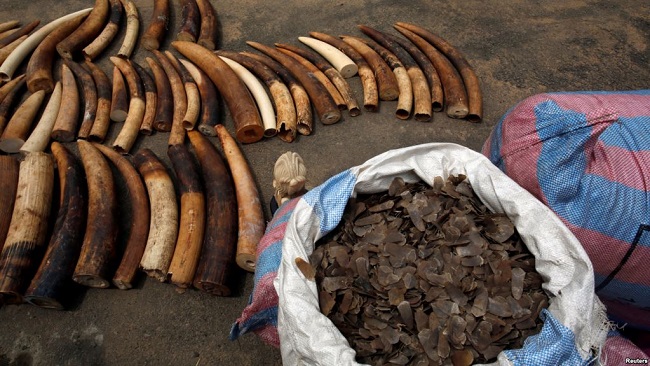 French Cameroun: Customs seize record amount of ivory tusks