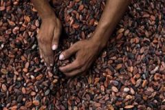 Cameroon cocoa Southern Cameroons Crisis: Southwest cocoa sales slump 40%
