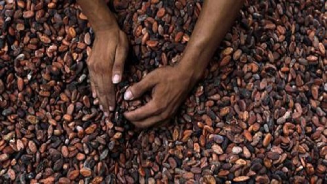 Cameroon’s cocoa production decreases