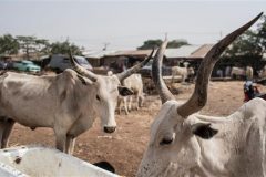 Nigeria: Cattle thieves kill at least 10