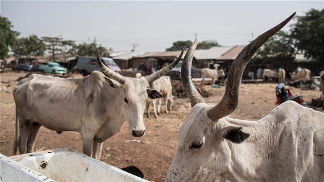 Nigeria: Cattle thieves kill at least 10