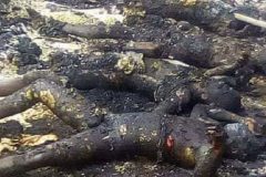 Southern Cameroons Crisis: Biya’s militia is wreaking havoc