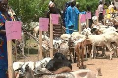 Biya Regime Fighting Boko Haram Recruitment with Goats, Sheep