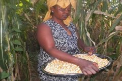 Ambazonia conflict turns climate-stressed farmers into ‘food beggars’