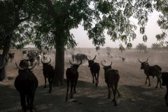 Battle For Ambazonia: Mbororos Abandoning Cattle Ranches