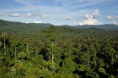 A third of Africa’s tropical flora threatened with extinction