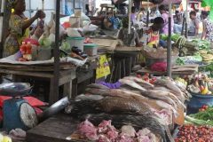 Gabon: Pangolin sales plunge over coronavirus fears