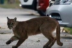 Nature Nature takes back world’s empty city streets
