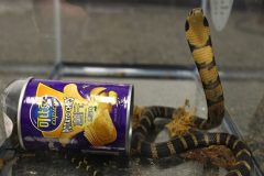 Douala: Two held for trying to smuggle Cobras to London