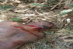 Southern Cameroons Crisis: Arson is the government’s policy