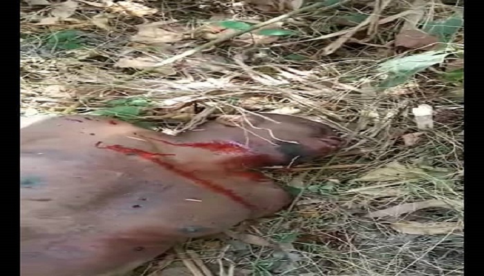 Southern Cameroons Crisis: Arson is the government’s policy