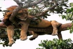 Cameroon football on the brink of disaster with unpaid referees!