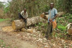 In Cameroon, illegal logging of high-value timber harms indigenous forest communities