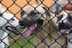 Cameroon student extradited from Romania in Pittsburgh-based puppy scam case