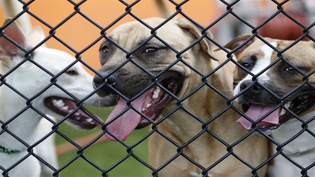 Money-Puppy Cameroon student extradited from Romania in Pittsburgh-based puppy scam case