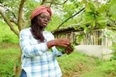 Research Cameroon researcher invents groundbreaking pesticide to fight malaria