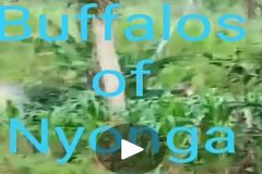 Testing Ambazonia’s red lines a risky experiment for the Cameroon gov’t soldiers