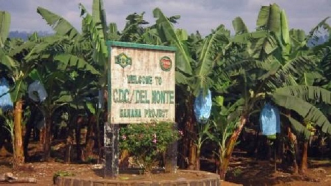 CDC calls on plantation workers to return to Southern Cameroons