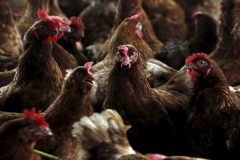 Chickens West Region: Biya regime reports outbreak of H5N1 bird flu