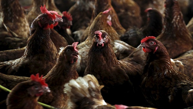 West Region: Biya regime reports outbreak of H5N1 bird flu