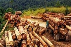 Southern Cameroons Crisis: Chinese and Nigerian gangs are robbing Manyu and Ndian of their prized wood