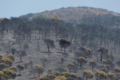 European heatwave turns deadly as wildfires rage from Spain to Greece