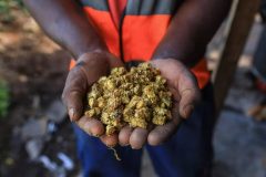 French Cameroun: Bafoussam mushroom growers looking beyond the kitchen