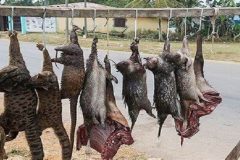 Bush meat Environmental Protection in Cameroon: Just a slogan!