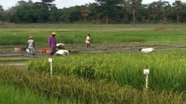 Biya regime rolls out plan to boost rice production to 750,000 tons by 2030