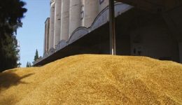 France outclasses Russia as Cameroon’s leading wheat supplier
