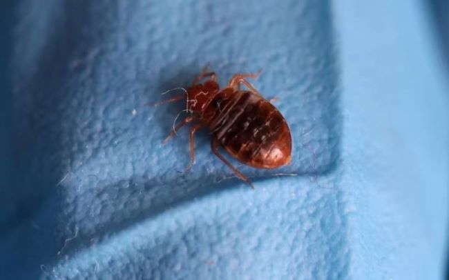 Yaounde says bedbugs imported from Europe infest towns and villages