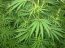 Germany legalises cannabis, but makes it hard to buy