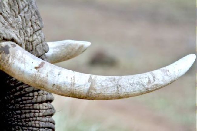 Biya regime to treat wildlife trafficking as organized crime